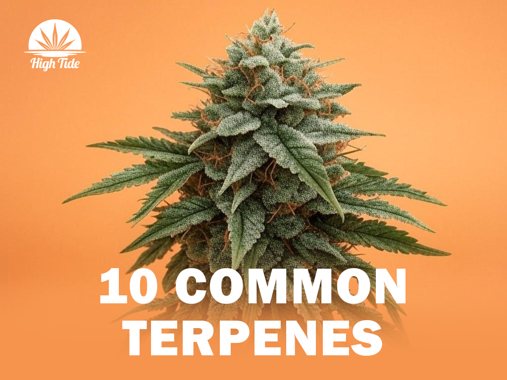 10 Common Cannabis Terpenes & Their Effects