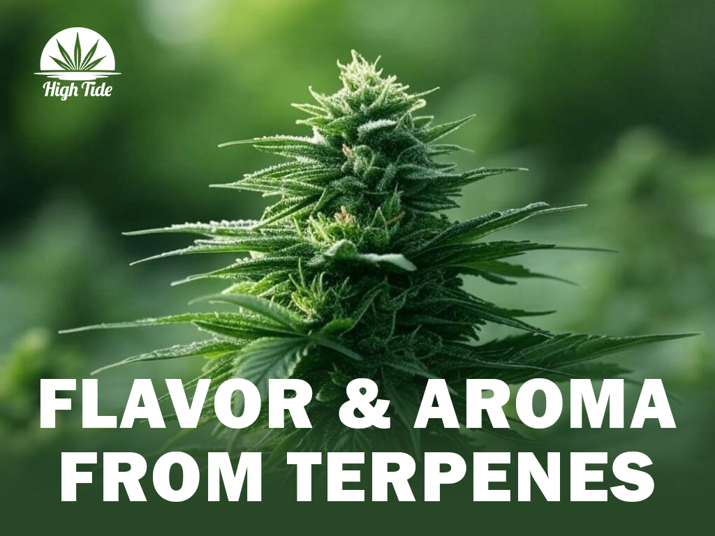 The Role of Terpenes in Flavor & Aroma