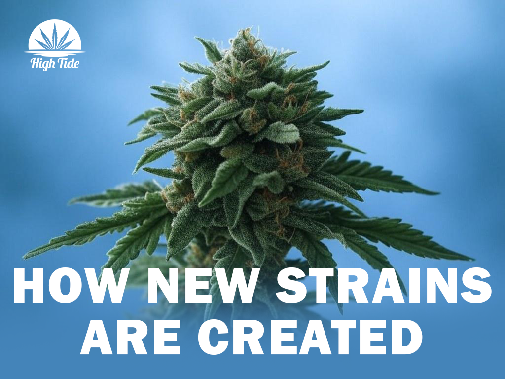 How New Strains Are Created (Science of Cannabis Breeding)