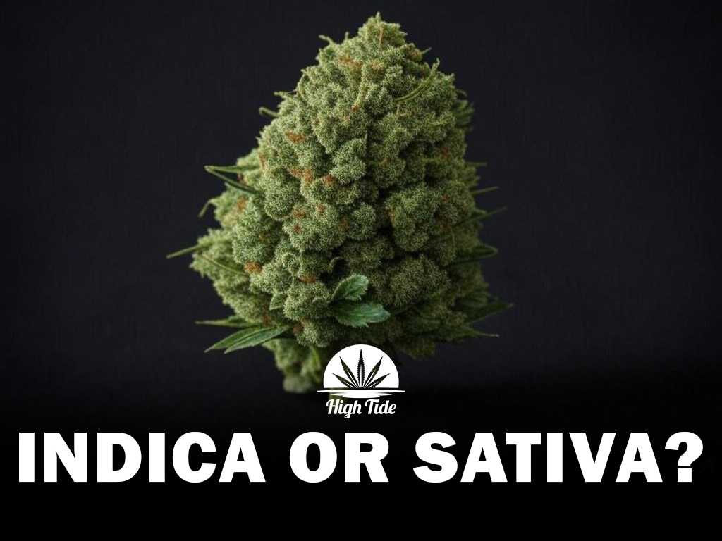 Sativa, Indica, or Hybrid: Which Cannabis Strain is Right for You?