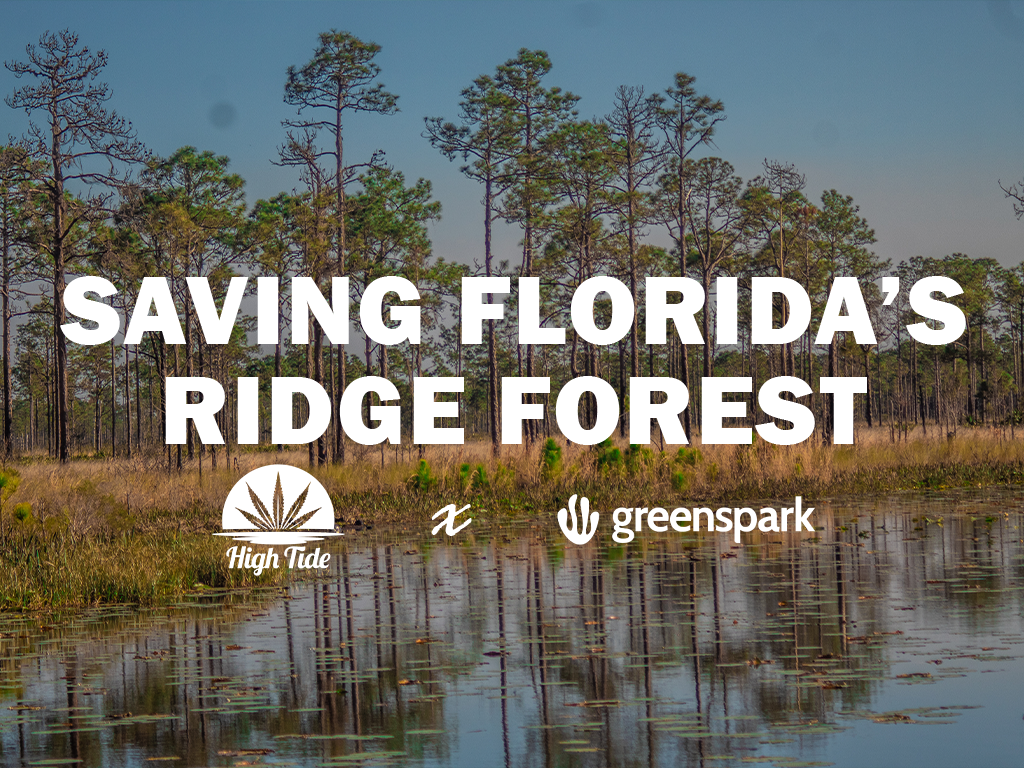 Planting Trees & Protecting Florida Wildlife