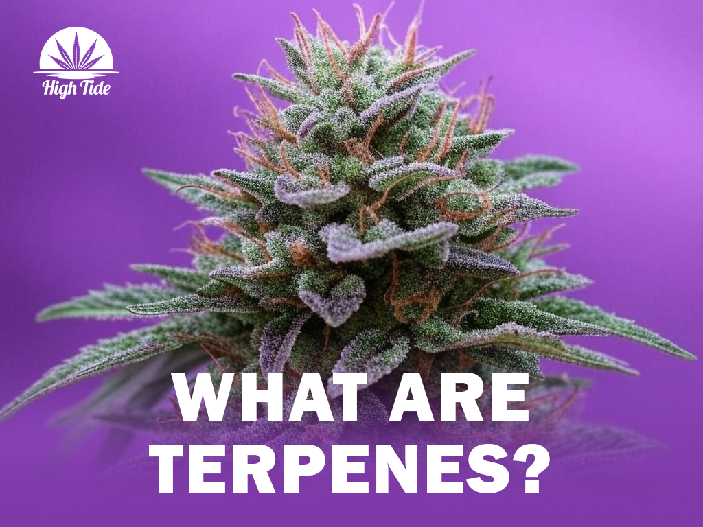 What Are Terpenes and Why Do They Matter?