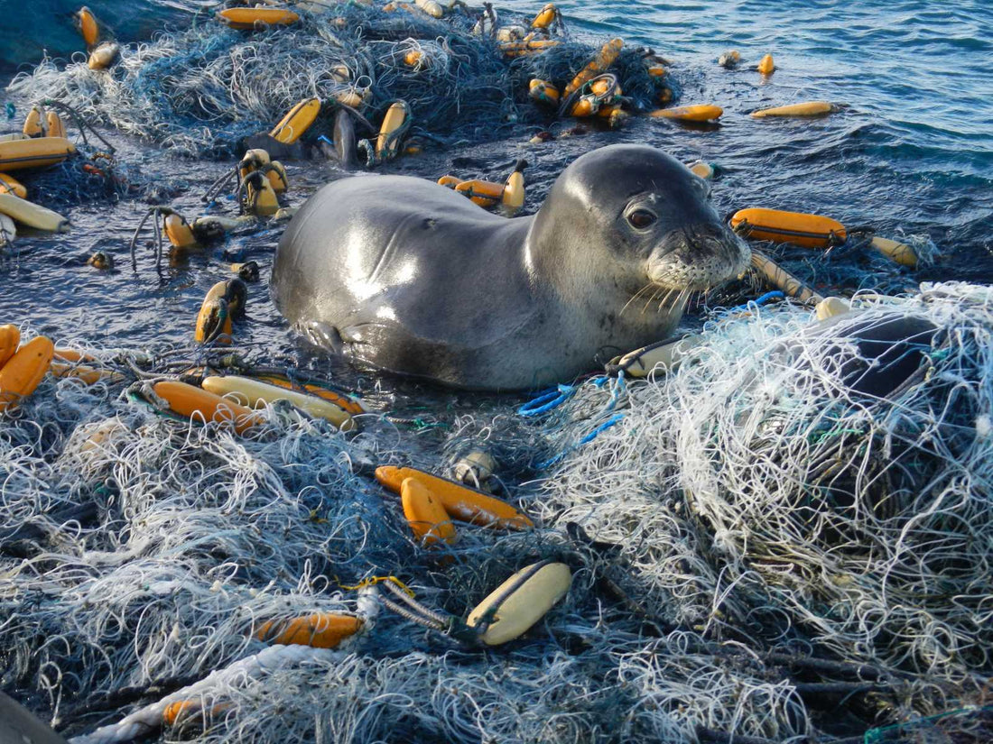 About Ocean Conservancy: Guardians of the Ocean